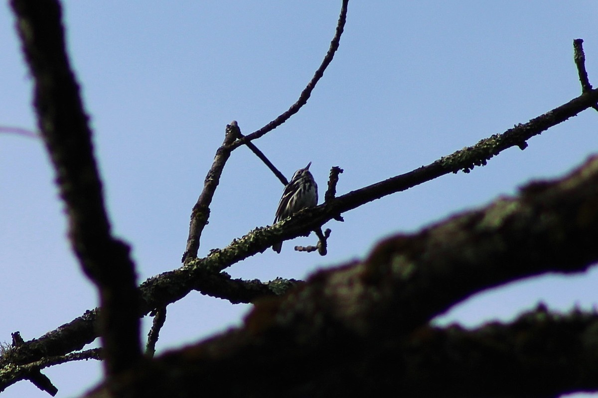 Black-and-white Warbler - ML620720364