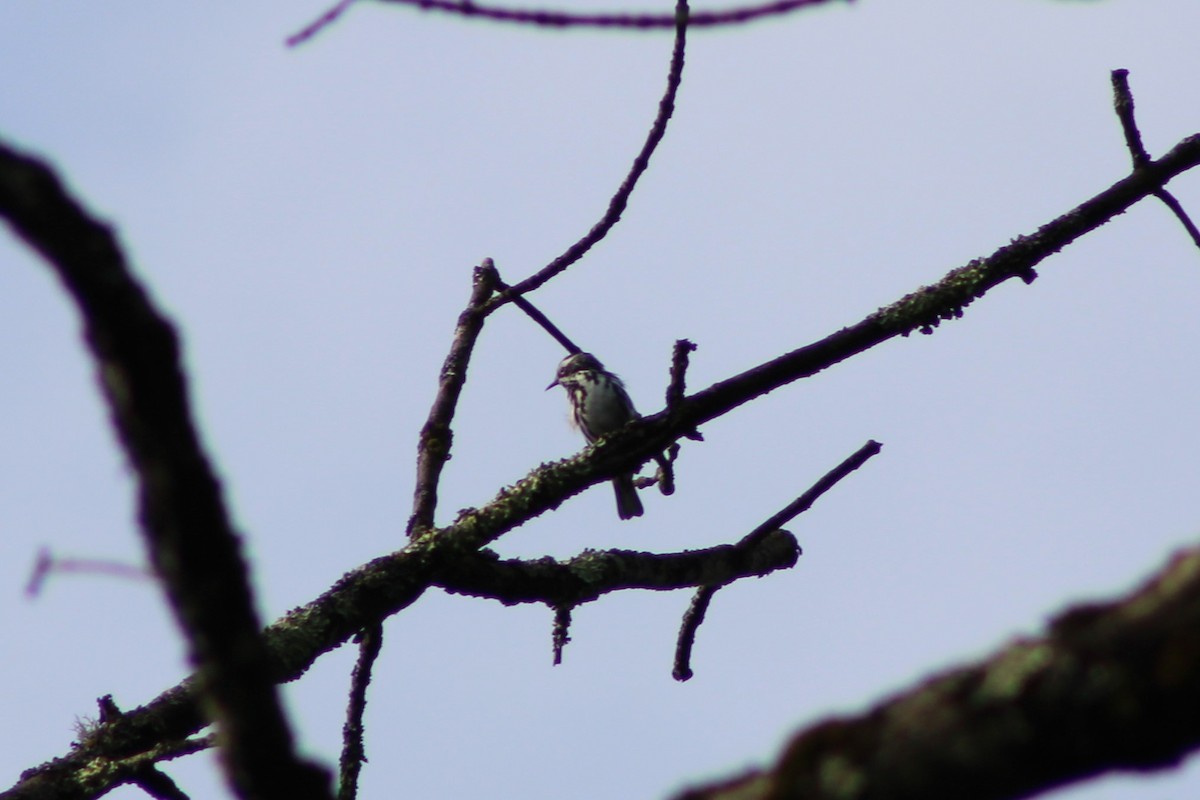 Black-and-white Warbler - ML620720365