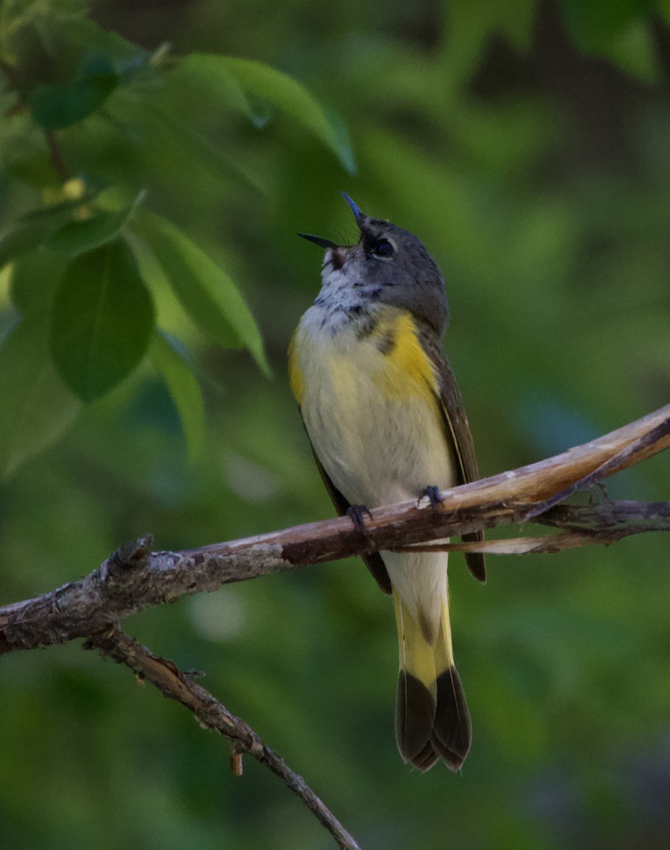 American Redstart - ML620720366