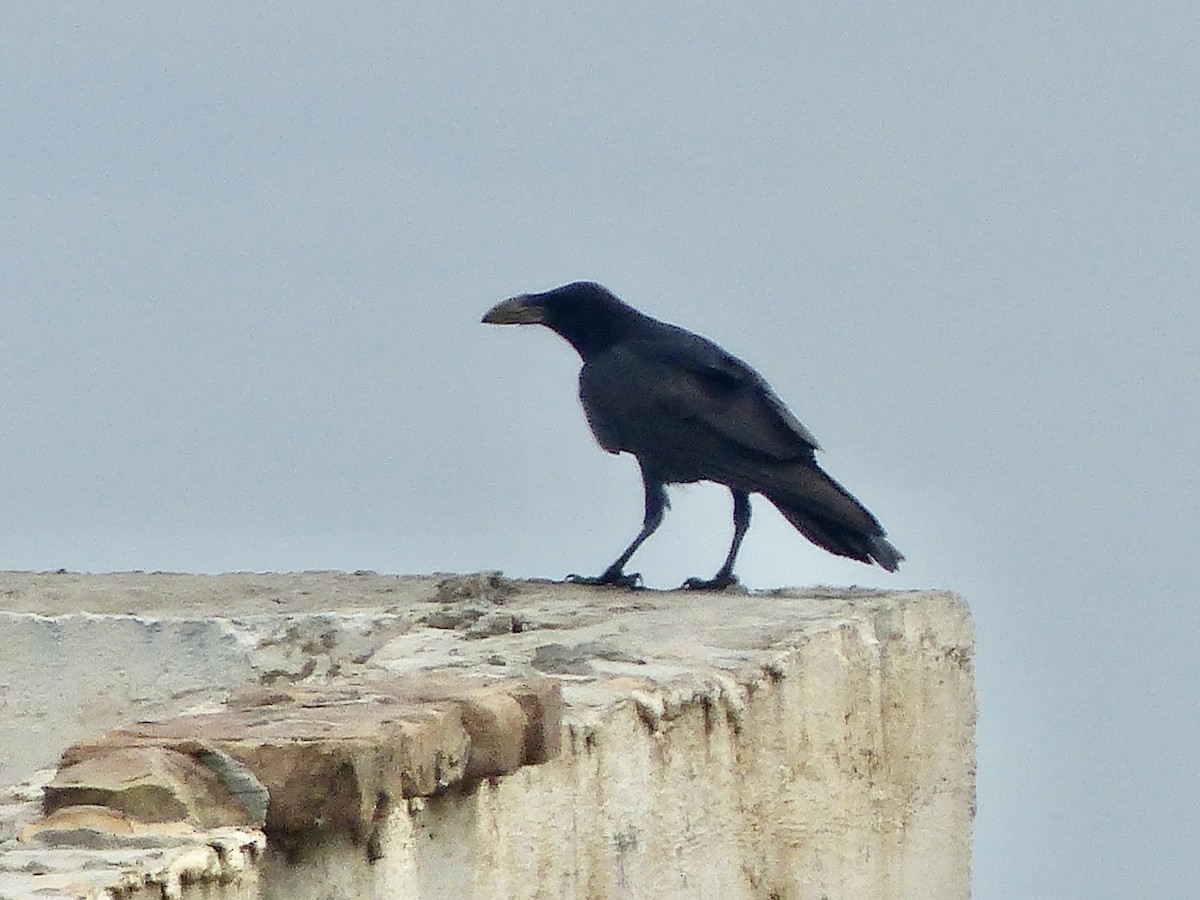 Brown-necked Raven - ML620720368