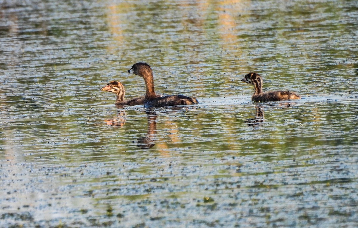 Pied-billed Grebe - ML620720370