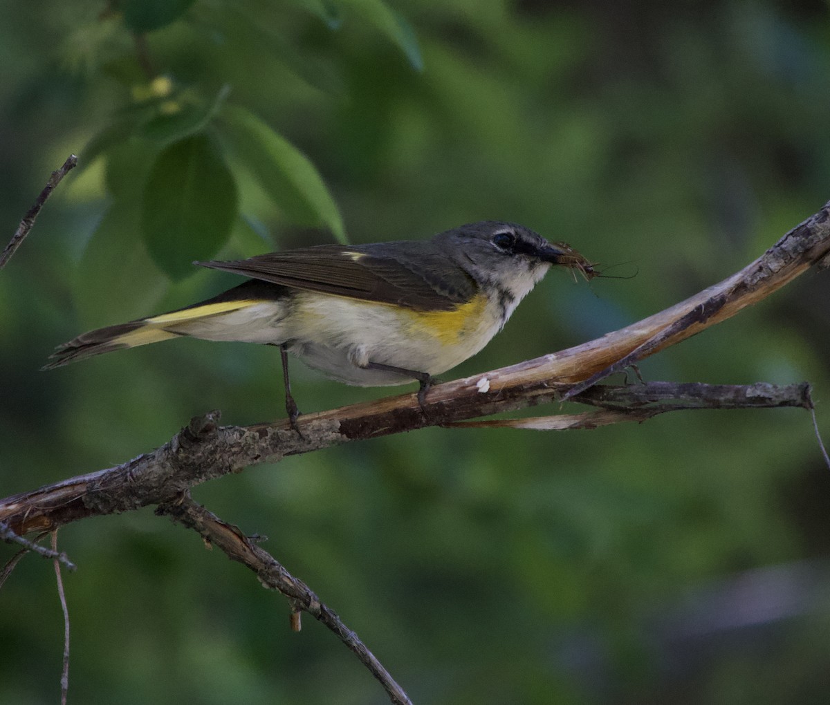 American Redstart - ML620720372