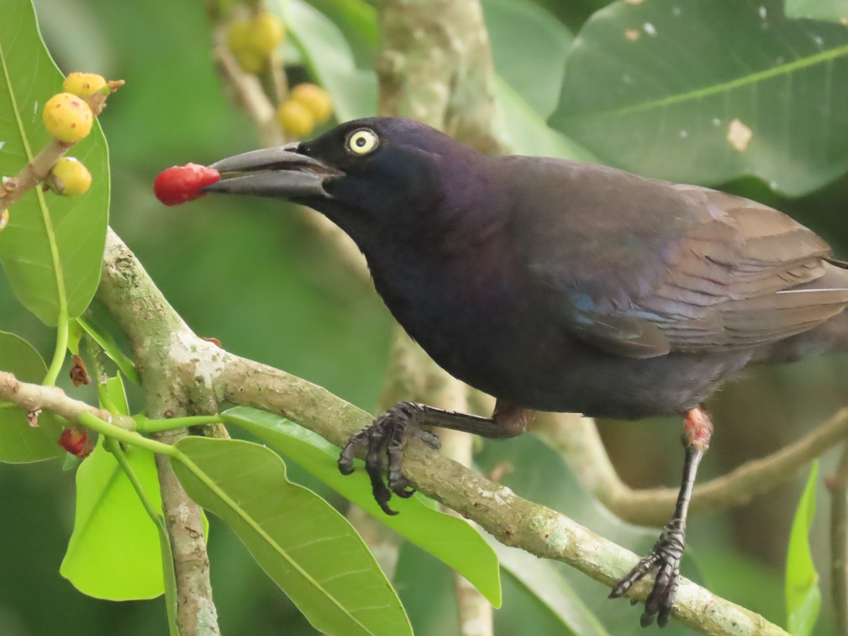 Common Grackle - Laurie Witkin