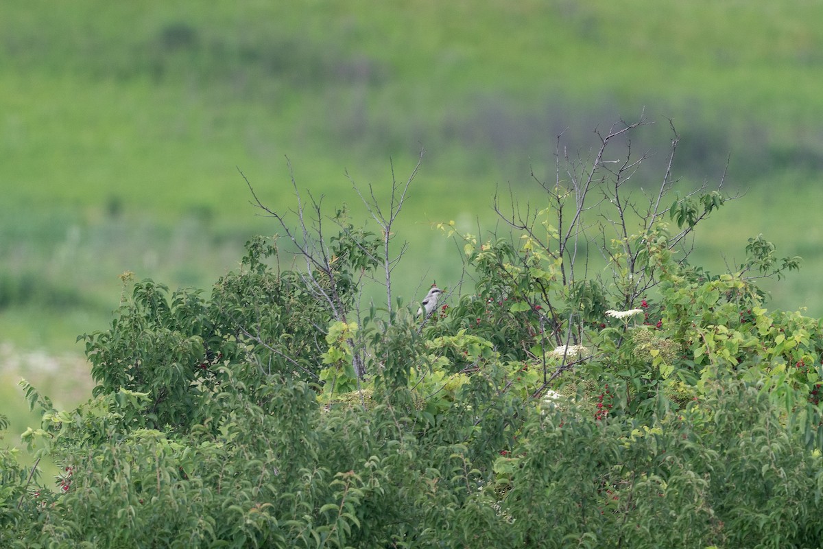 Loggerhead Shrike - ML620720377