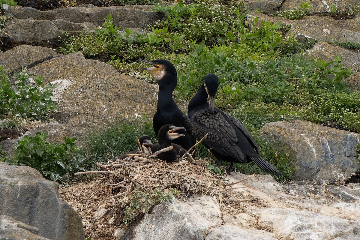 Great Cormorant - Carsten Stiller