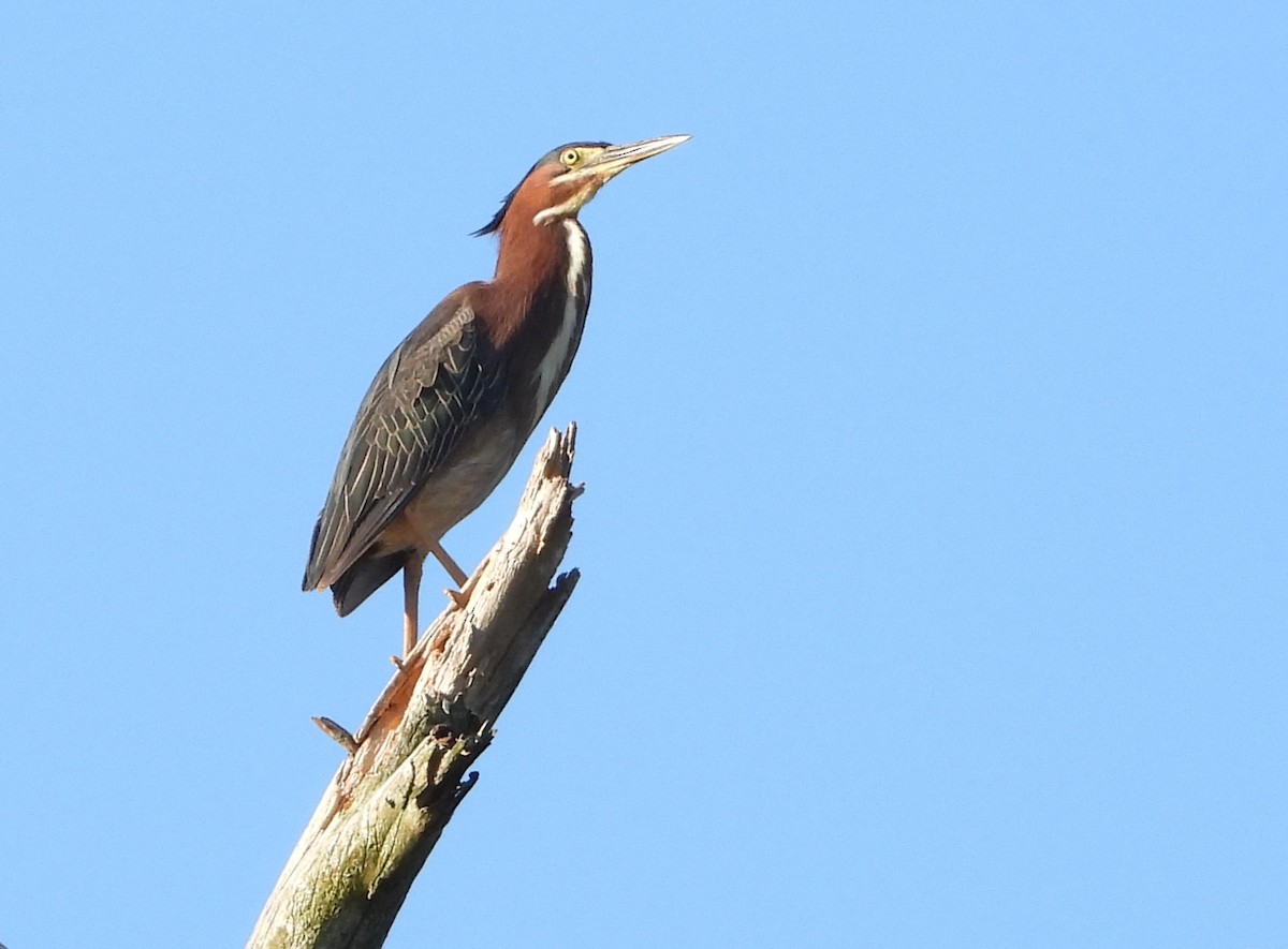 Green Heron - ML620720387