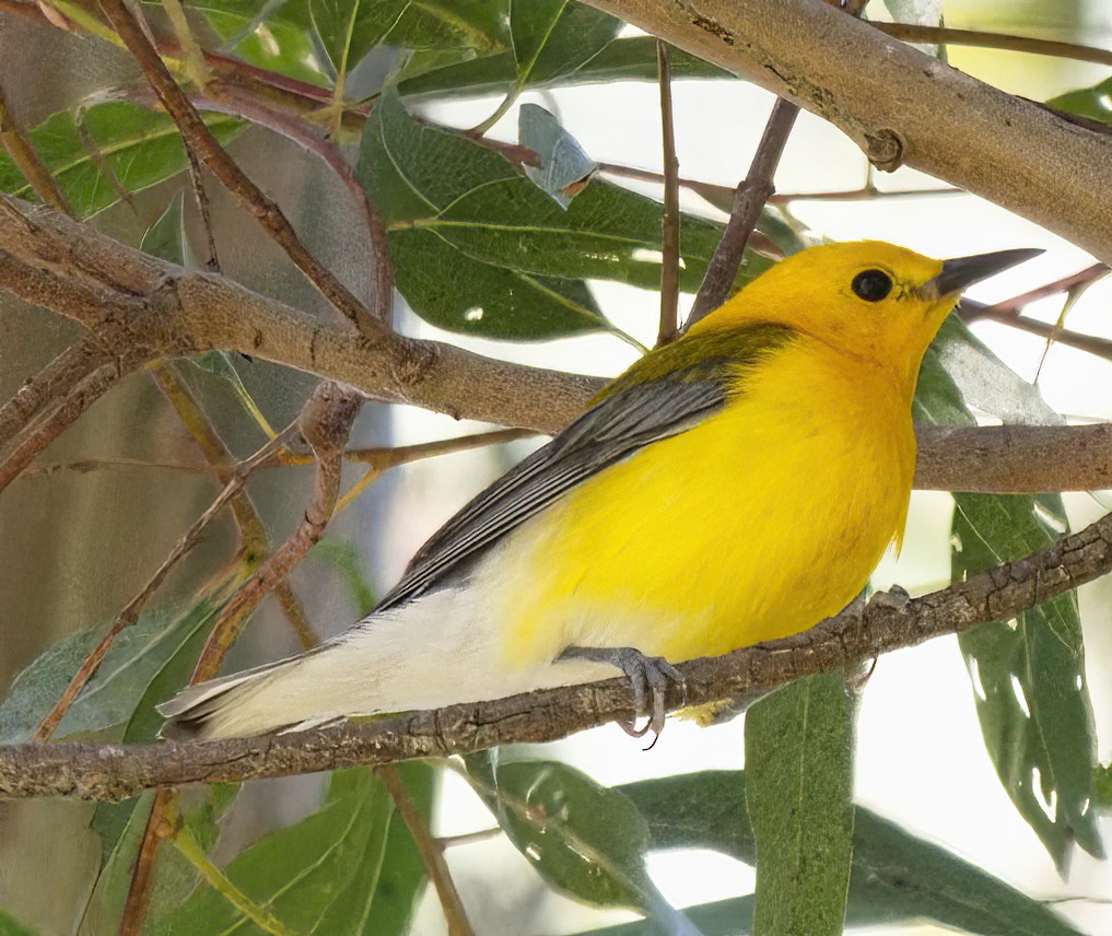 Prothonotary Warbler - ML620720389