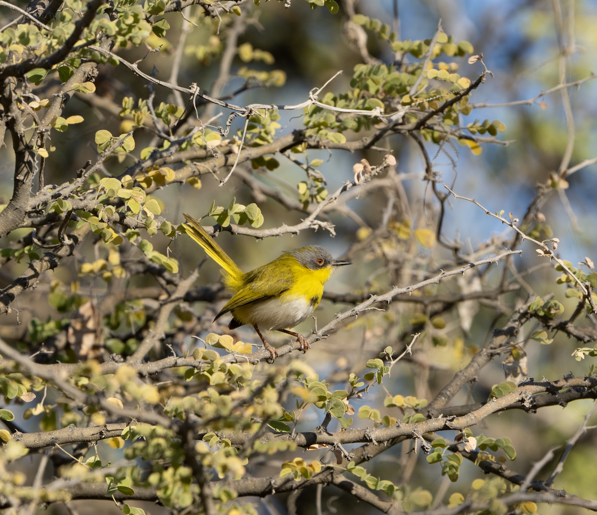 Yellow-breasted Apalis - ML620720391