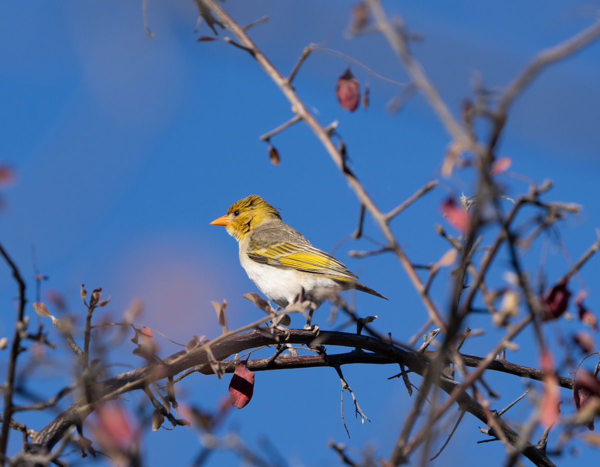 Red-headed Weaver - ML620720392