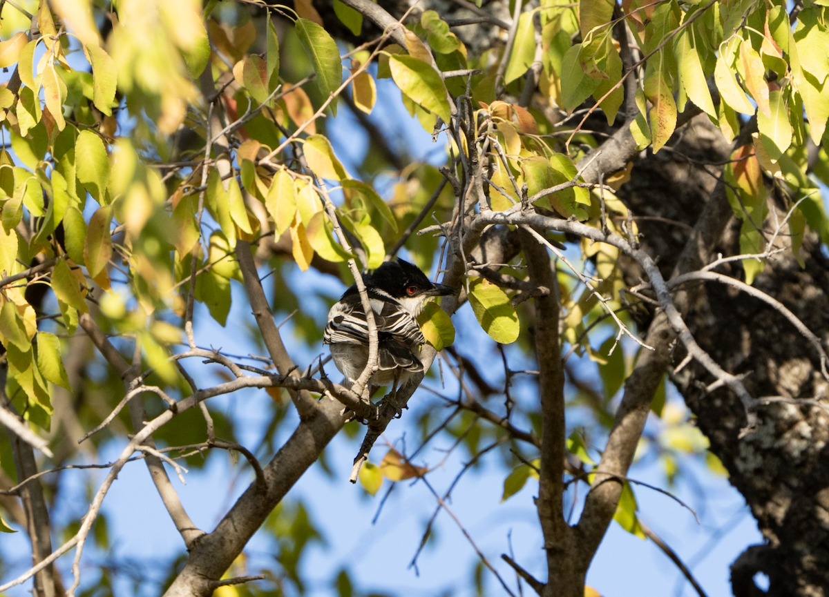 Black-backed Puffback - ML620720393