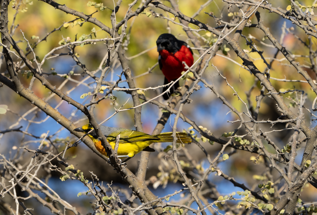 Sulphur-breasted Bushshrike - ML620720394