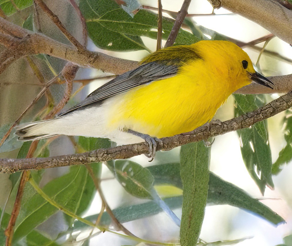 Prothonotary Warbler - ML620720395