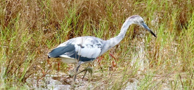 Little Blue Heron - ML620720399