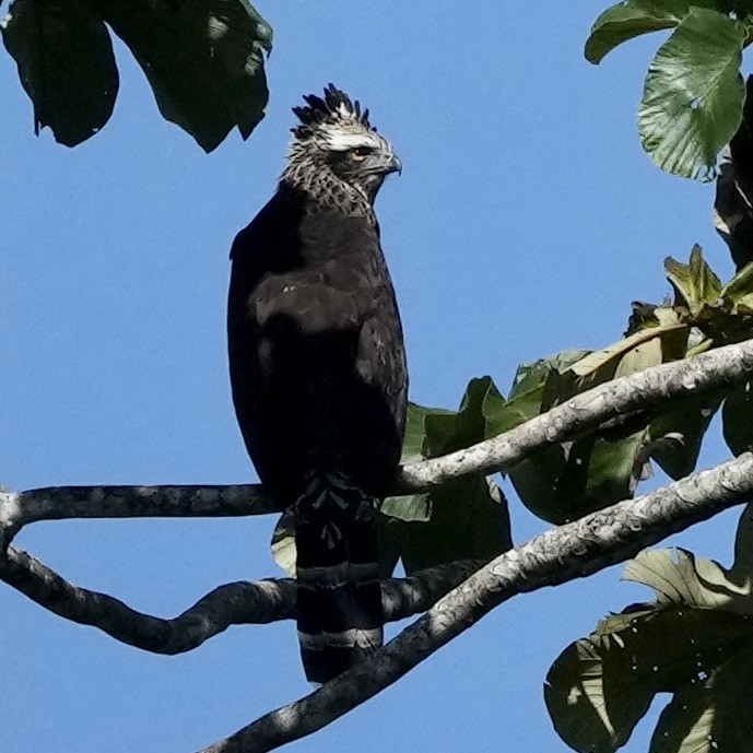 Black Hawk-Eagle - ML620720400