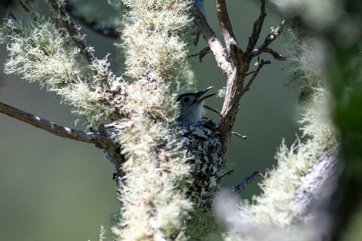 Blue-gray Gnatcatcher - ML620720402