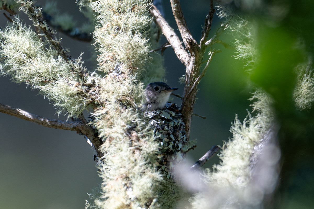 Blue-gray Gnatcatcher - ML620720403