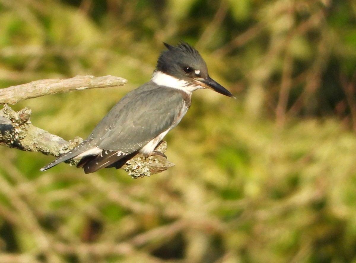 Belted Kingfisher - ML620720417