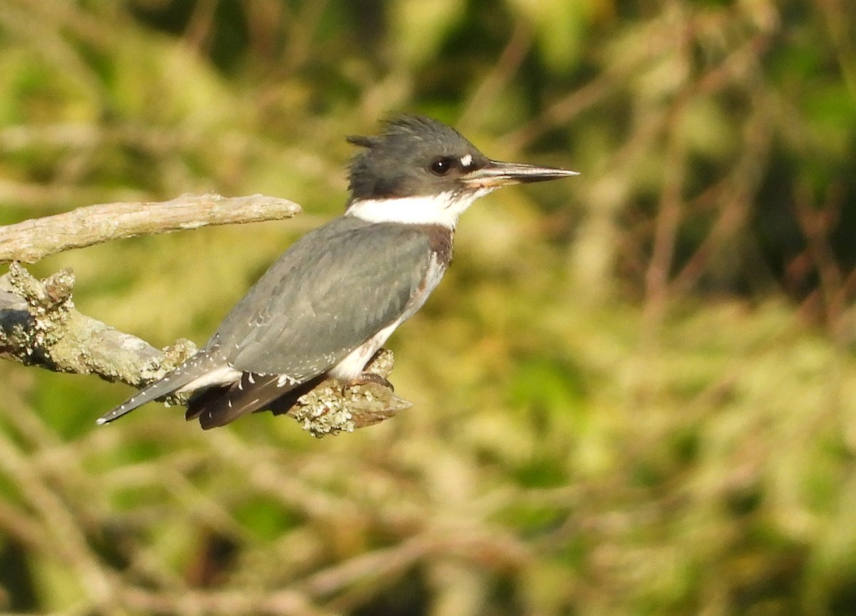 Belted Kingfisher - ML620720418