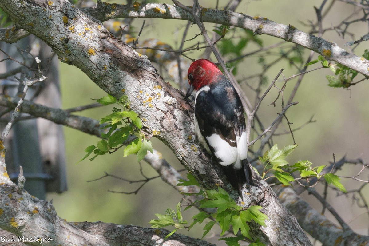 Red-headed Woodpecker - ML620720422