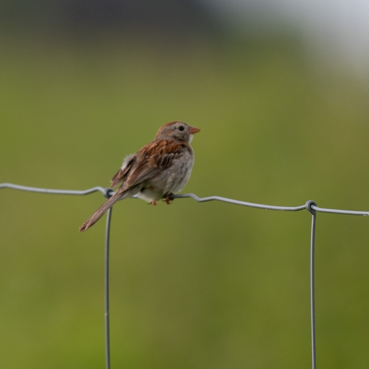 Field Sparrow - Suzy Deese