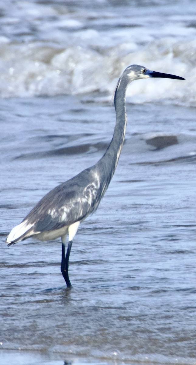 Tricolored Heron - ML620720435