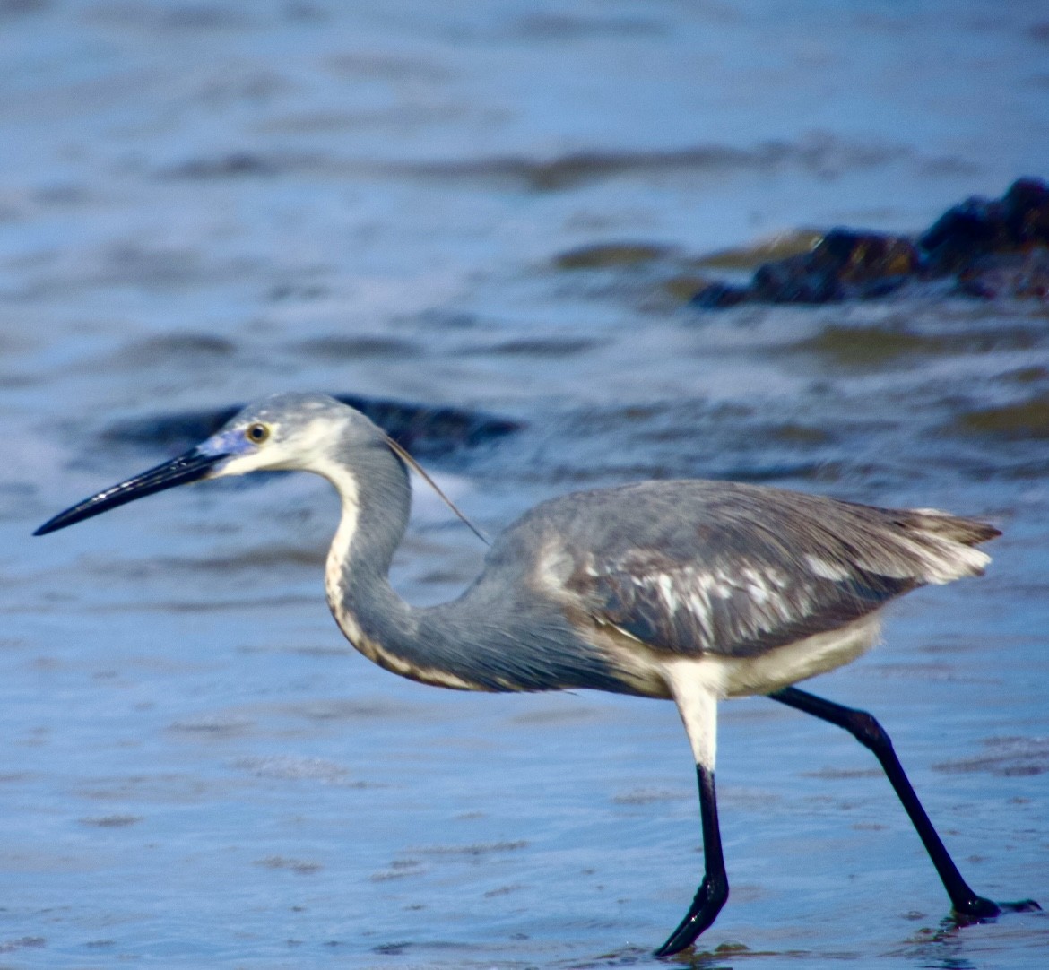 Tricolored Heron - ML620720436