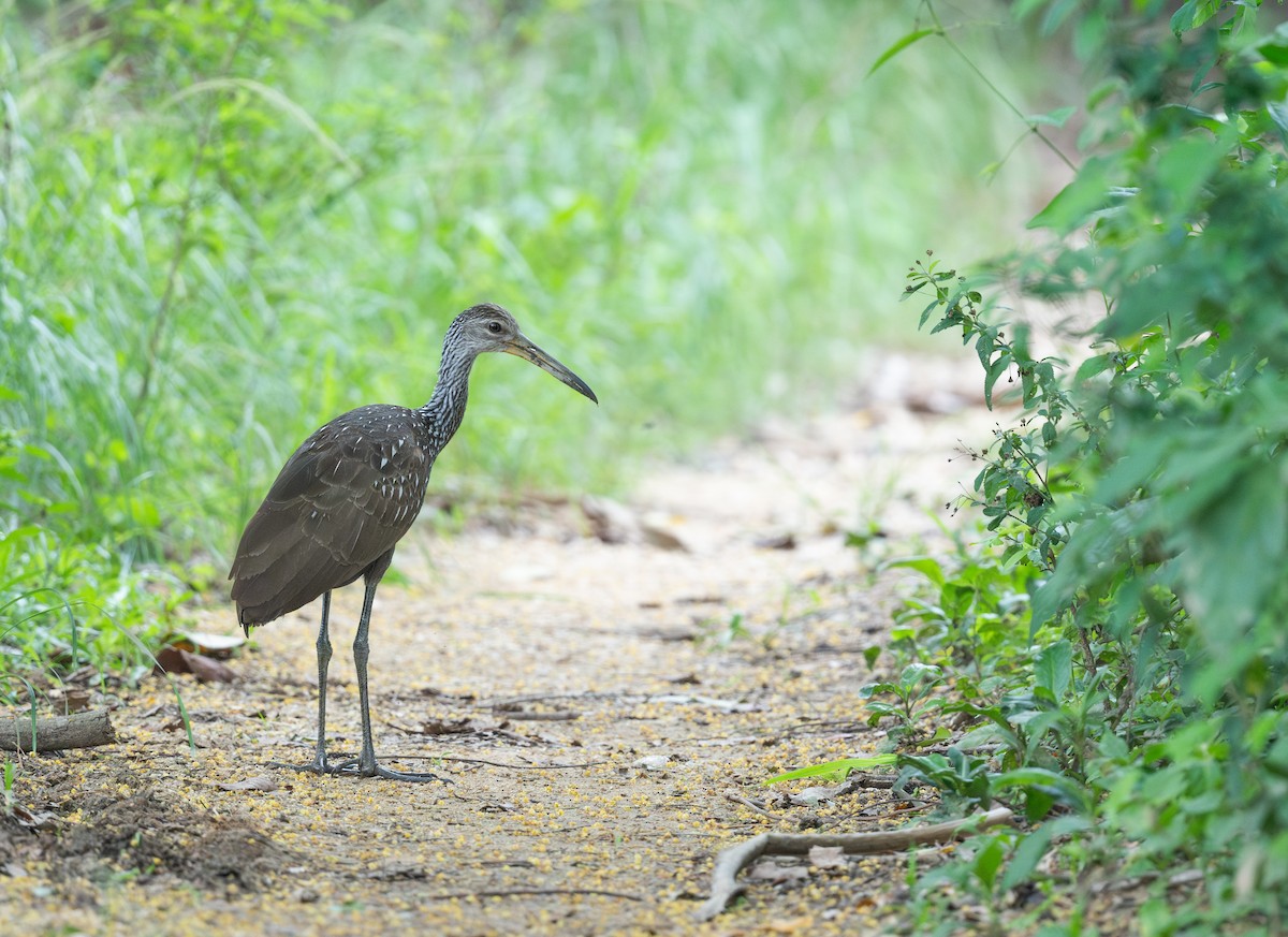 Limpkin - ML620720440