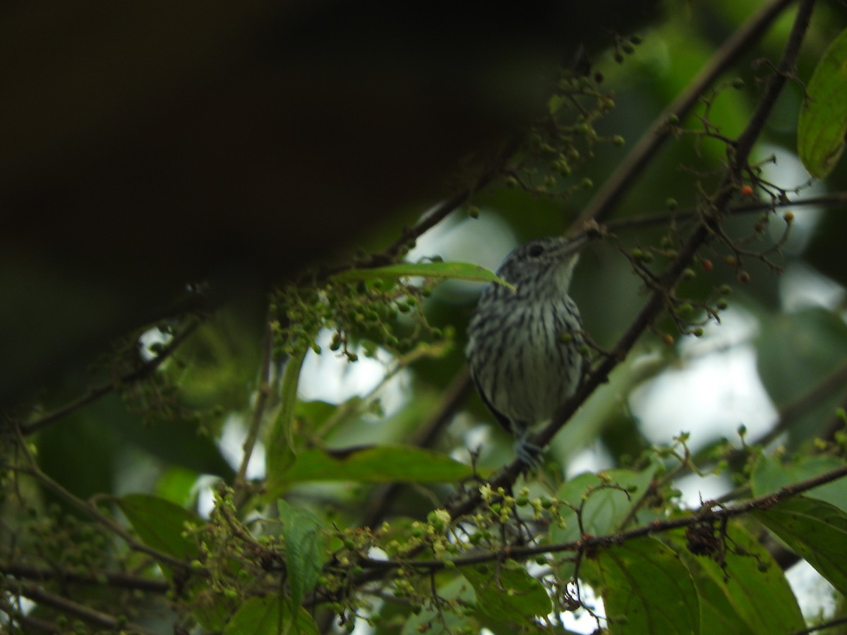 Amazonian Streaked-Antwren - ML620720445