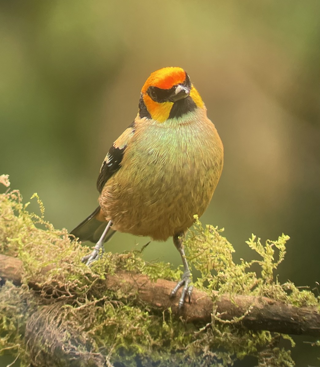 Flame-faced Tanager - ML620720449