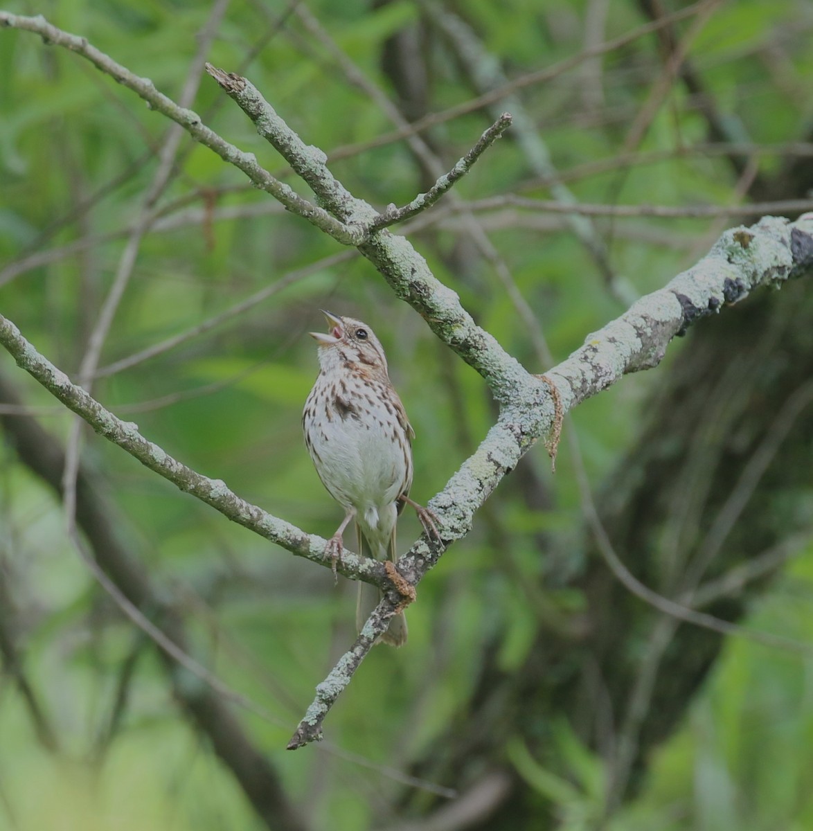 Song Sparrow - ML620720450