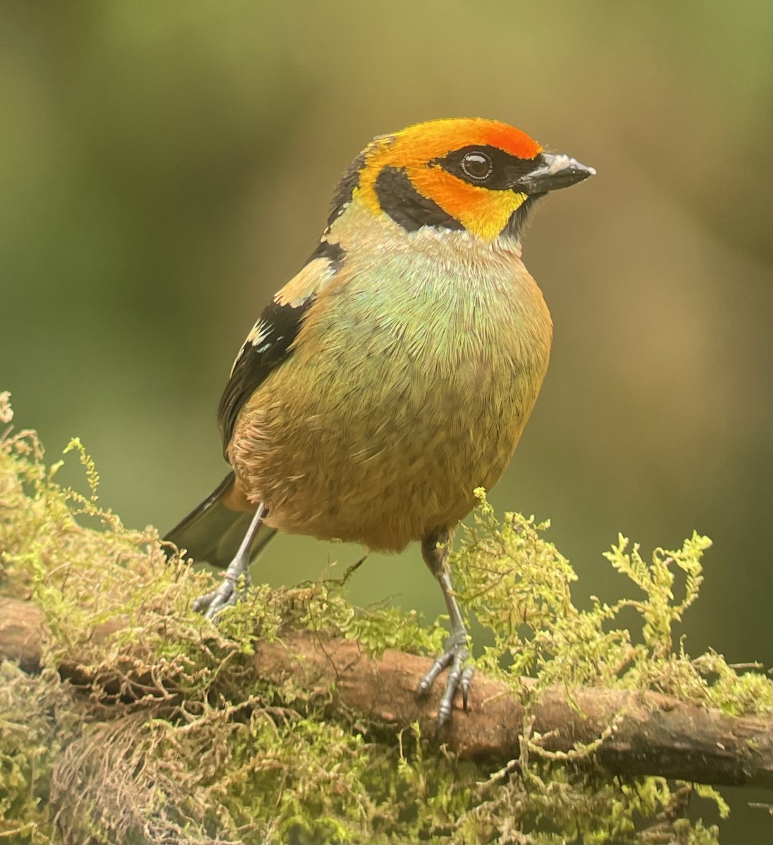 Flame-faced Tanager - ML620720451