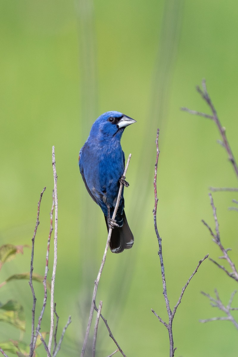 Blue Grosbeak - ML620720454