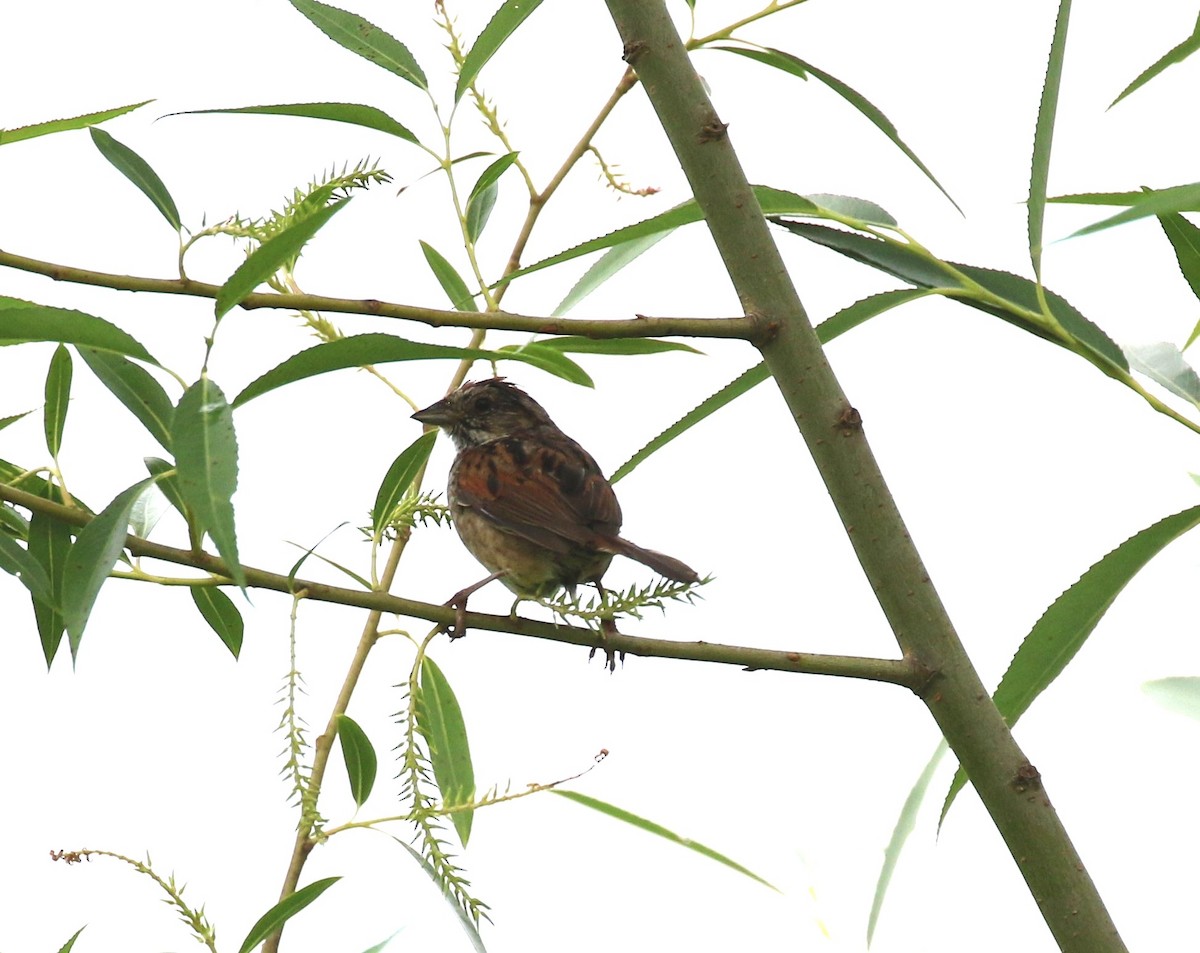 Swamp Sparrow - maggie peretto