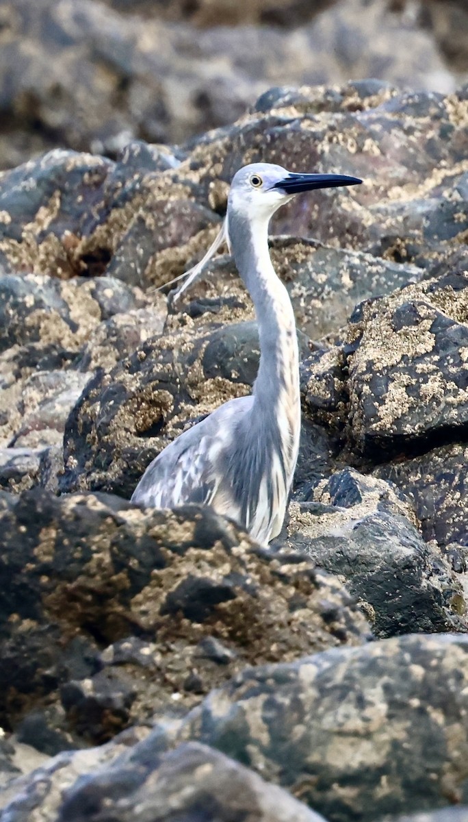 Tricolored Heron - ML620720459