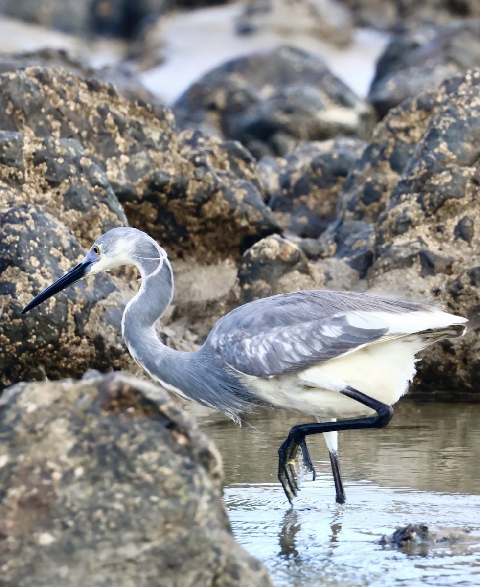 Tricolored Heron - ML620720460