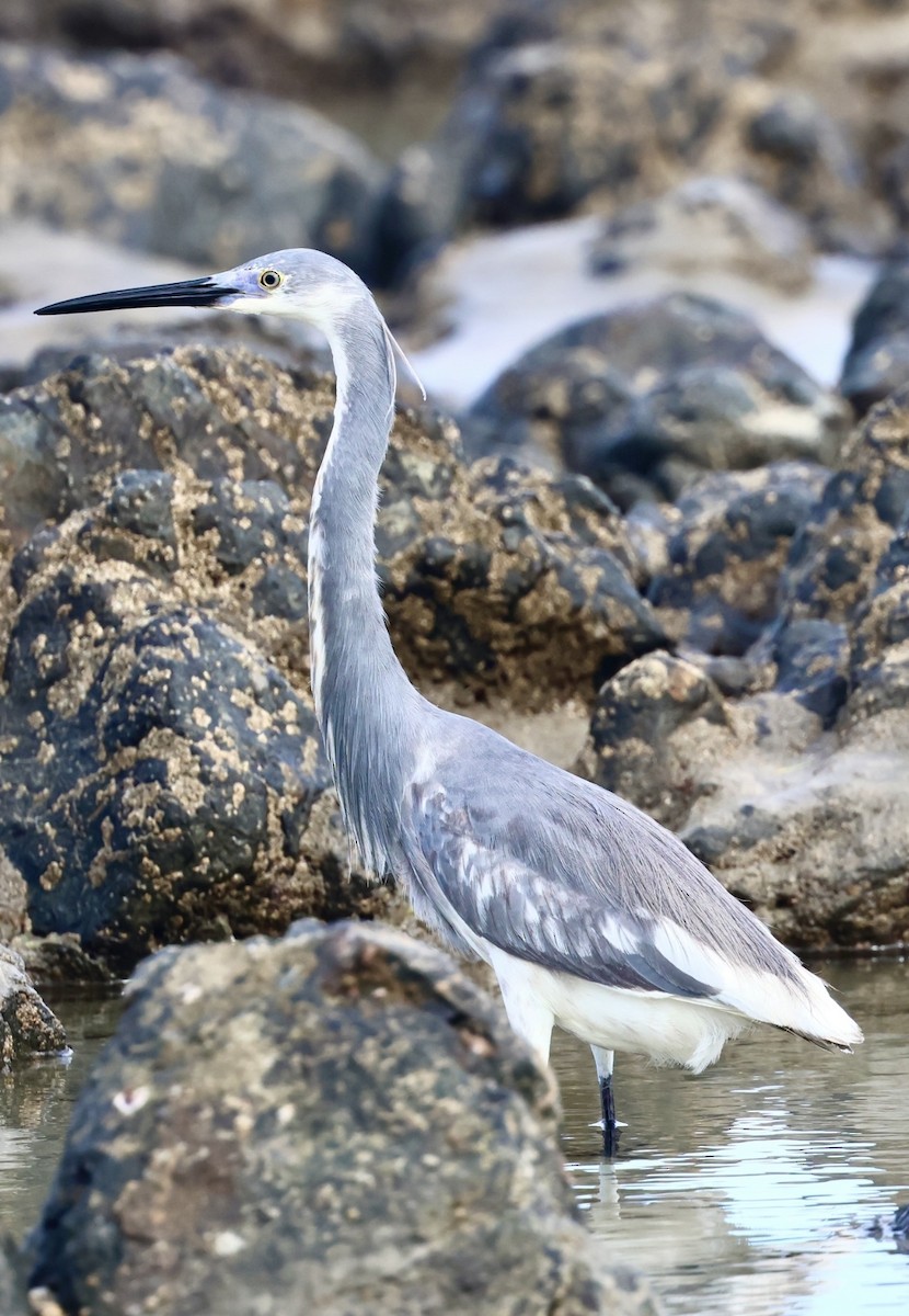 Tricolored Heron - ML620720467