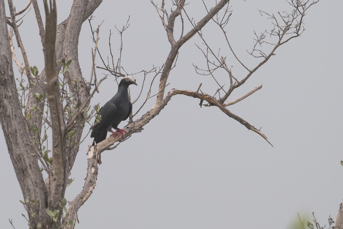 White-crowned Pigeon - ML620720477