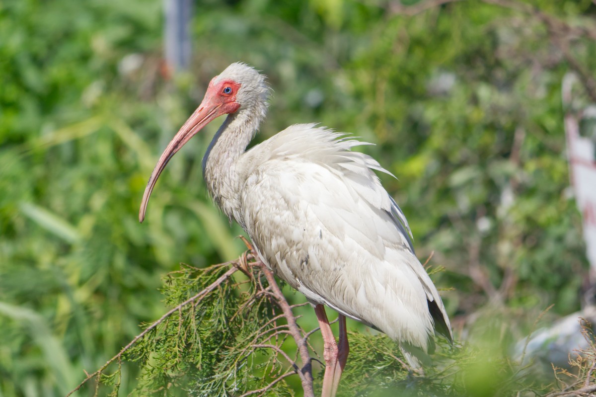 Ibis blanc - ML620720478