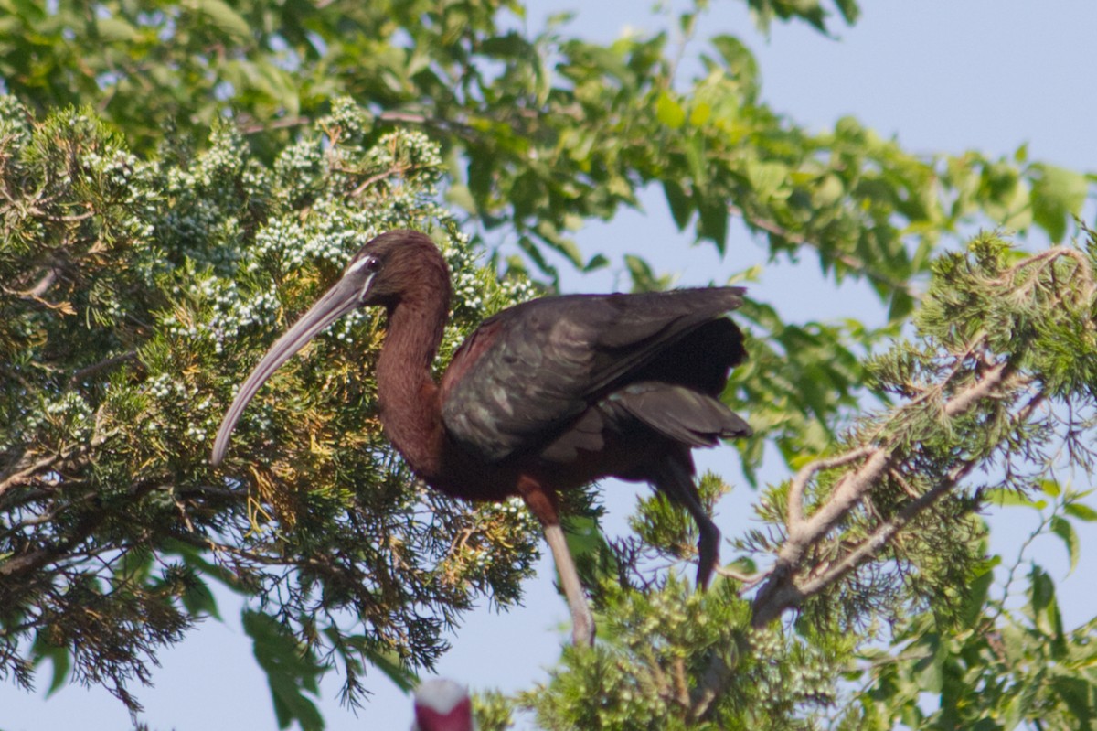 ibis hnědý - ML620720481