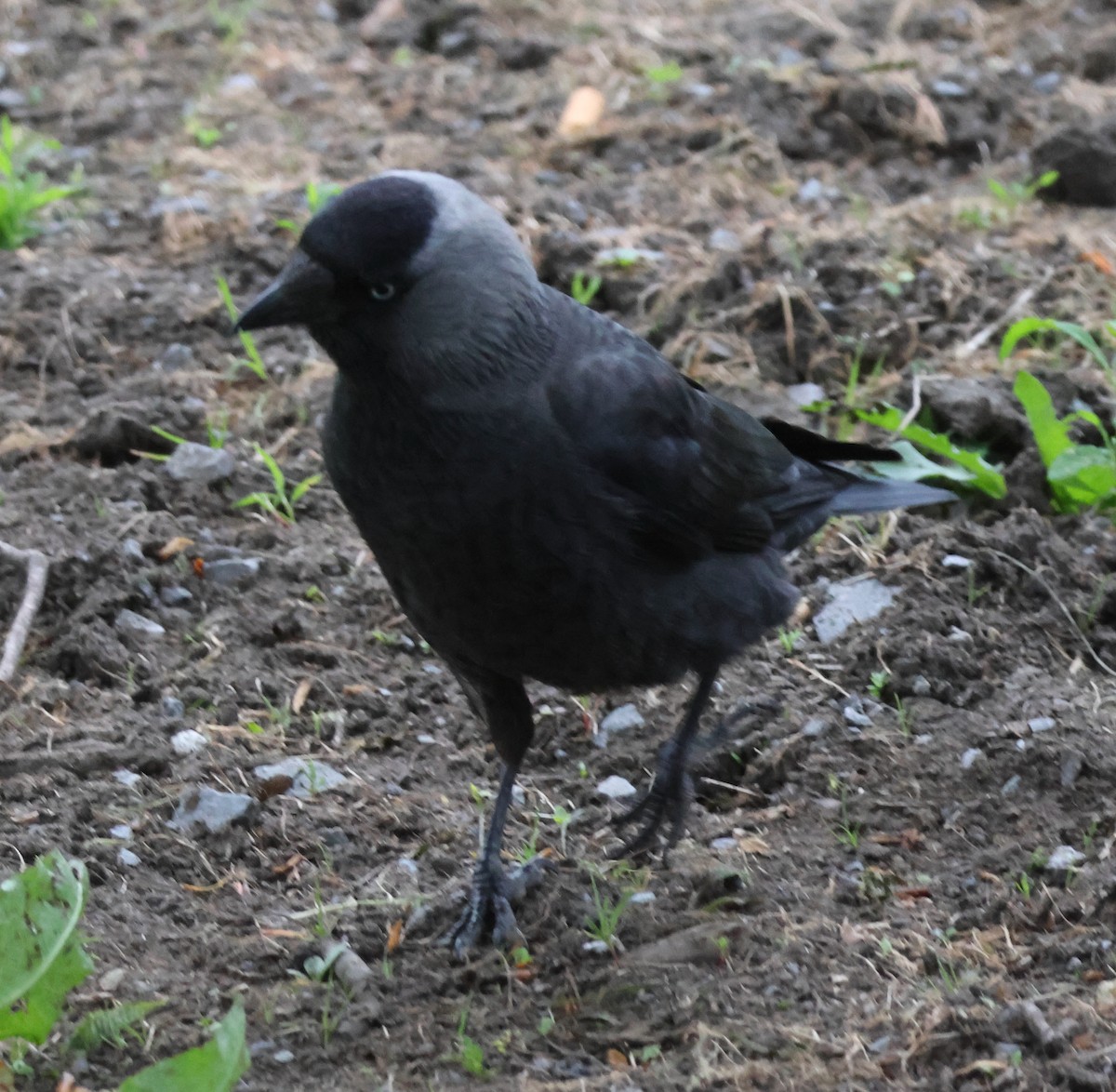 Eurasian Jackdaw - ML620720482