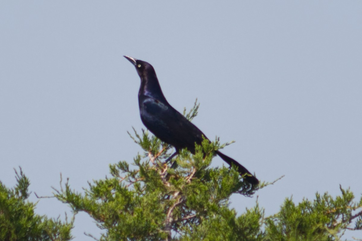 Boat-tailed Grackle - ML620720483