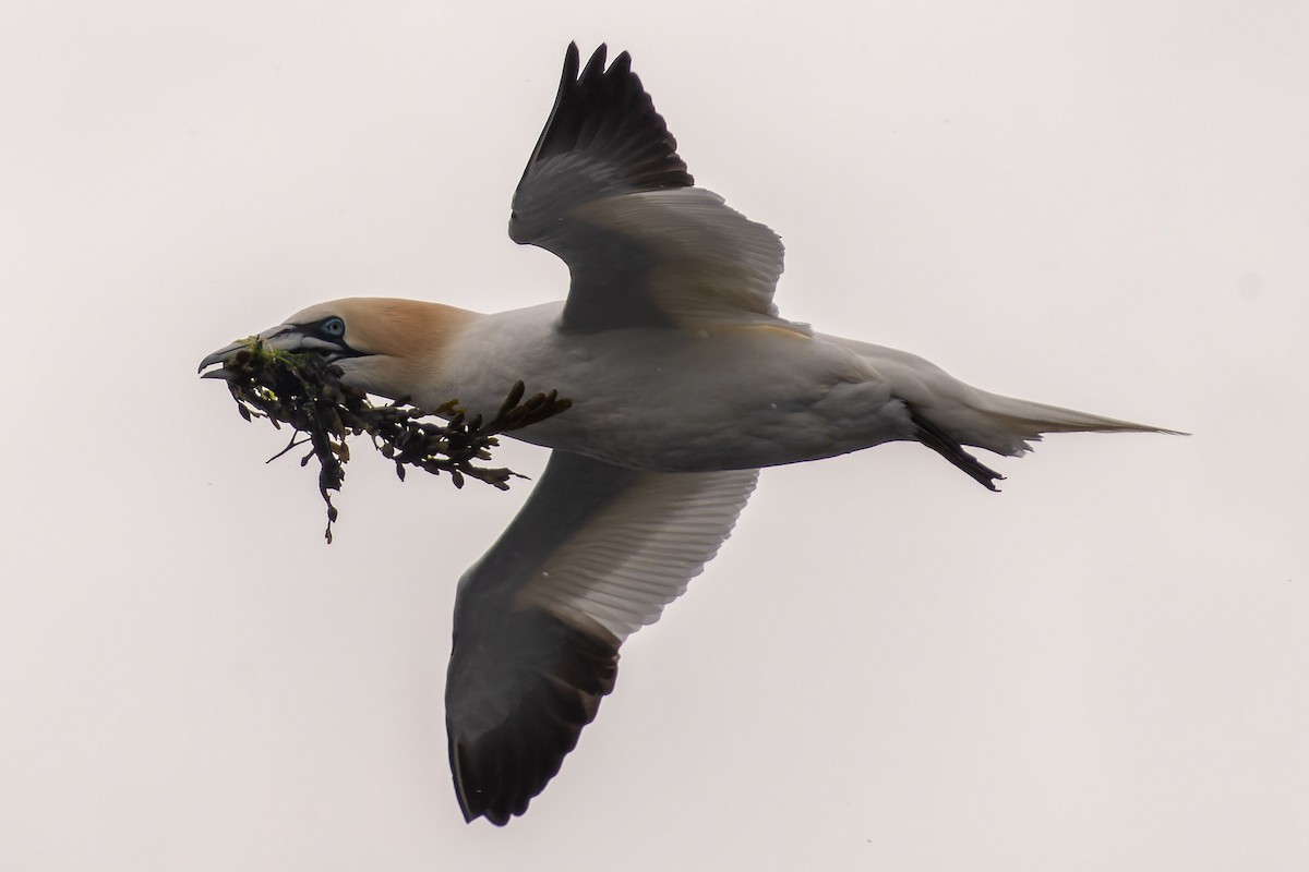 Northern Gannet - ML620720484