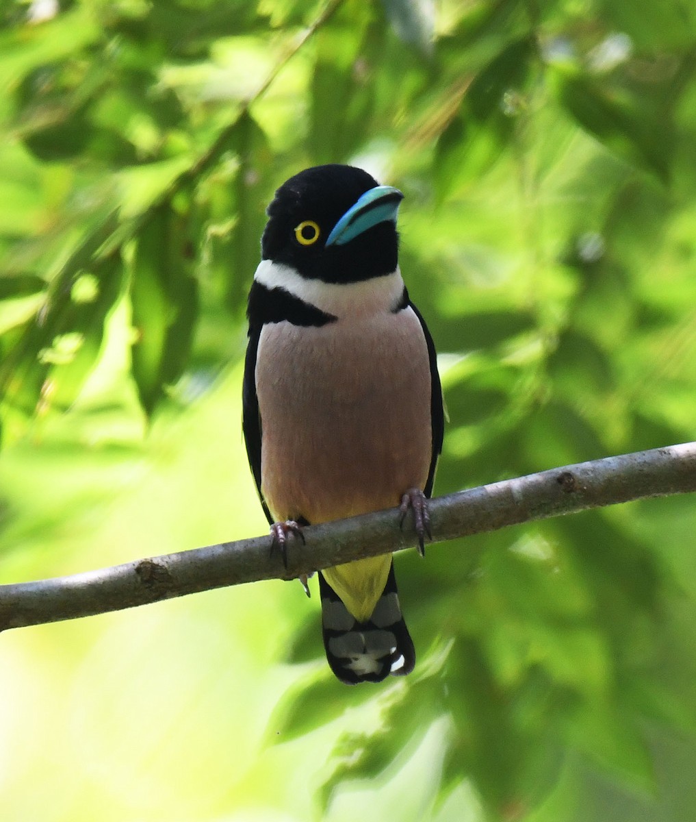 Black-and-yellow Broadbill - ML620720485