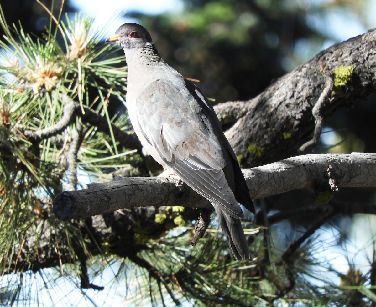 Band-tailed Pigeon - ML620720486