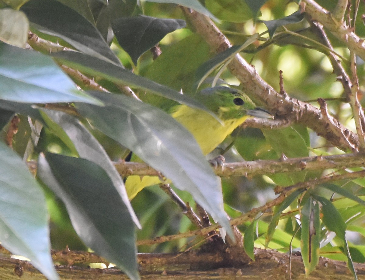 Green Shrike-Vireo - ML620720492