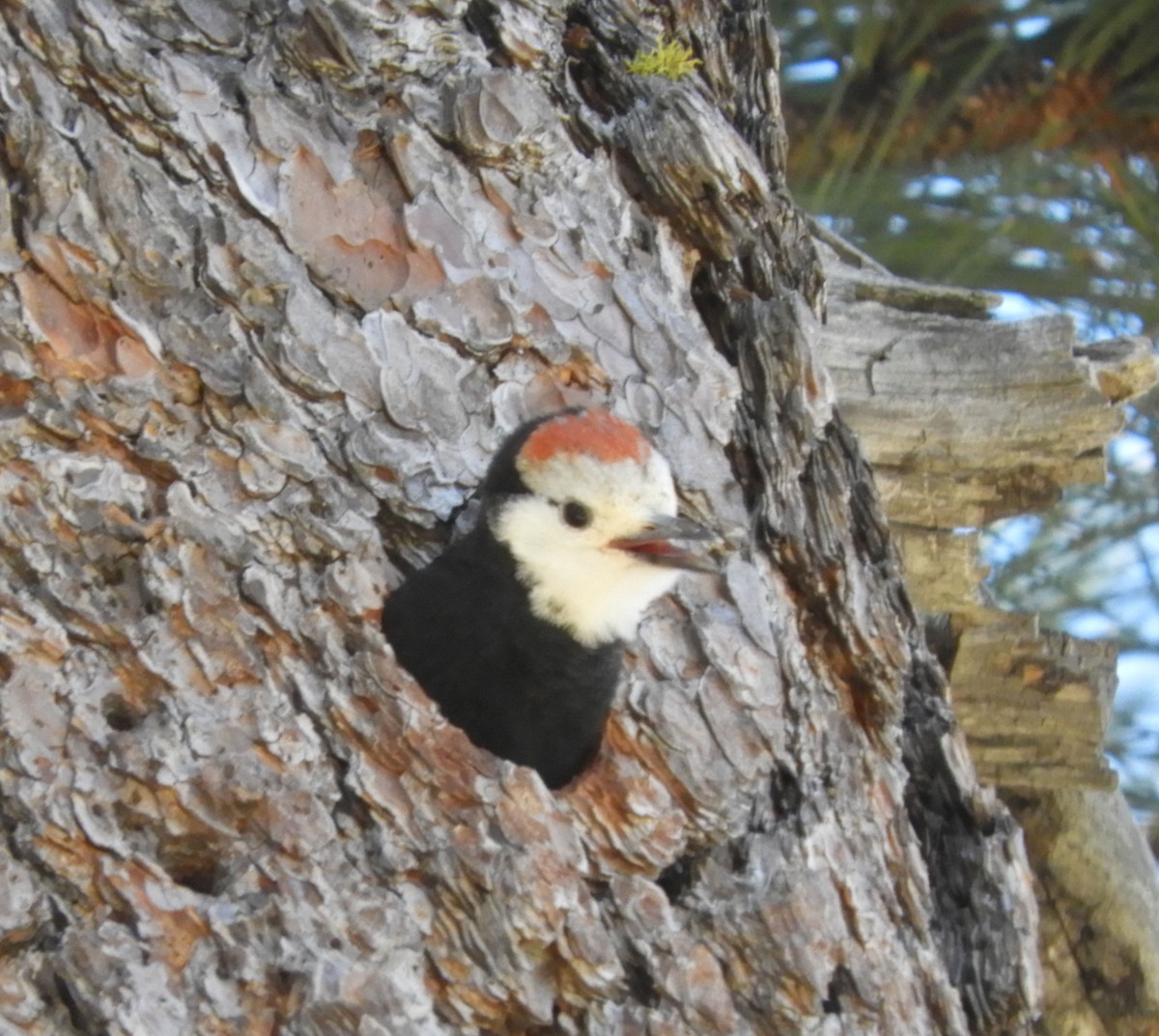 White-headed Woodpecker - ML620720496