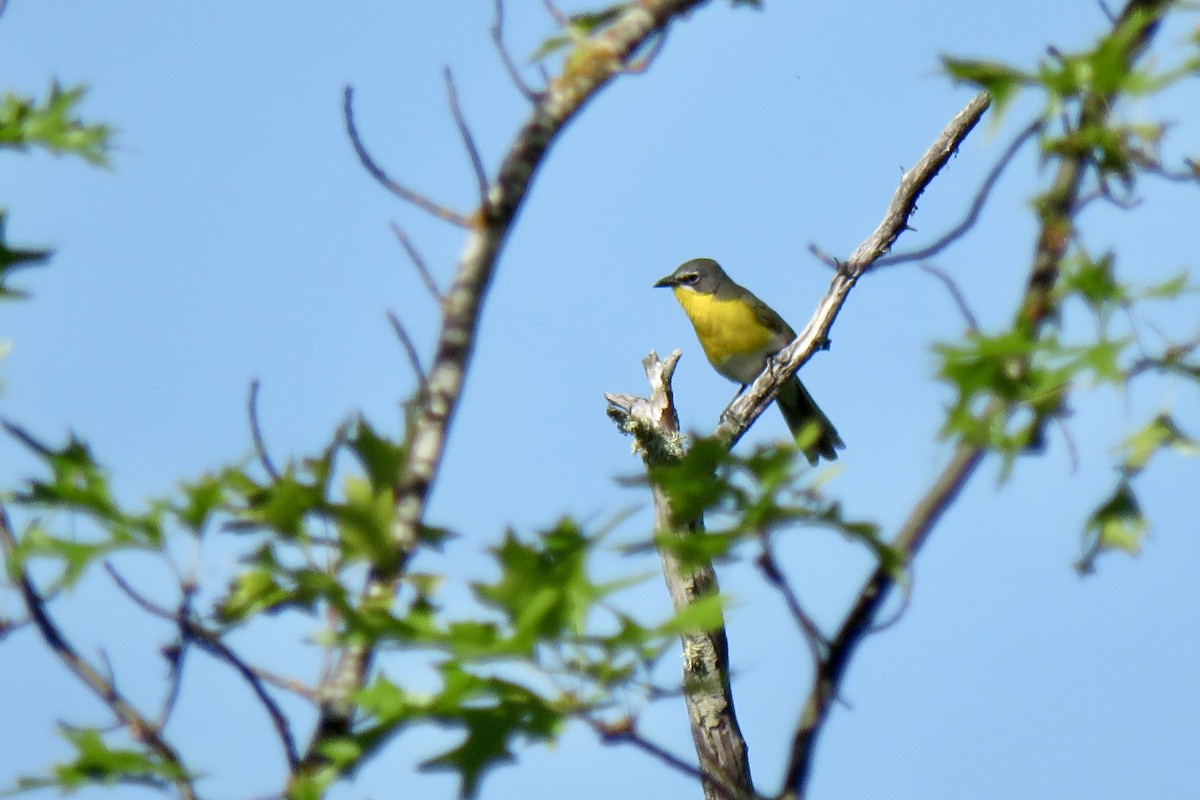 Yellow-breasted Chat - ML620720497