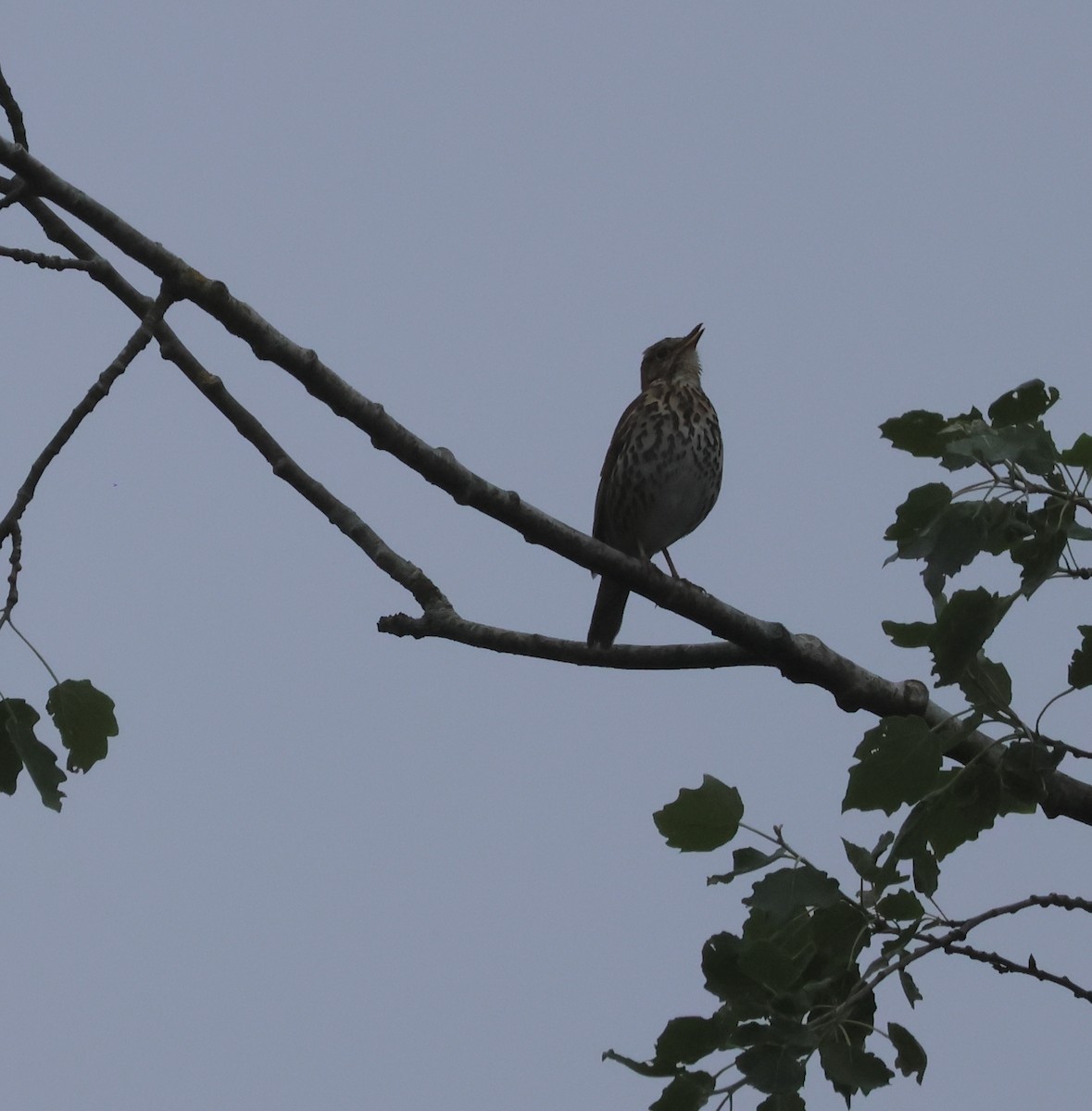 Song Thrush - ML620720499