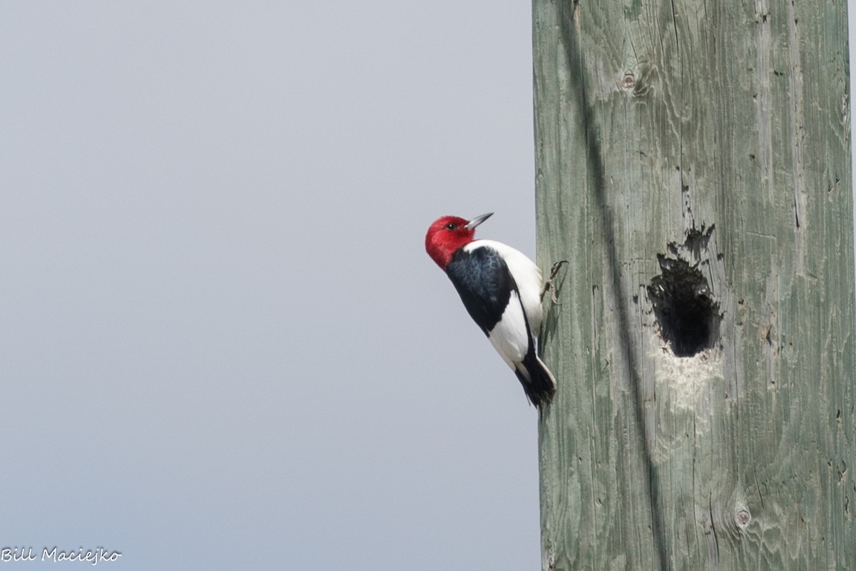 Red-headed Woodpecker - ML620720501
