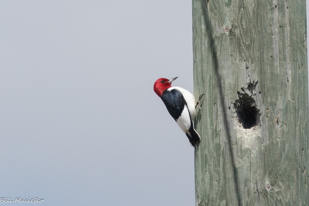 Pic à tête rouge - ML620720501